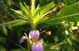 Acanthus ilicifolius