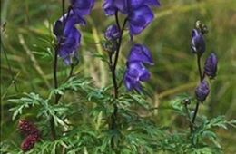 Aconitum-ferox