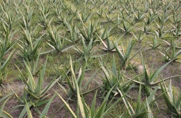 Aloe Vera