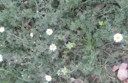 Anacyclus pyrethrum