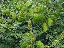 Caesalpinia crista