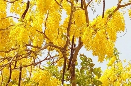 Cassia fistula