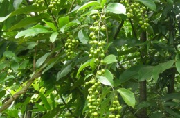 Celastrus-paniculatus