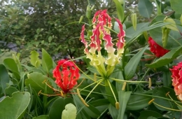 Gloriosa superba