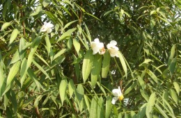 Mesua-ferrea