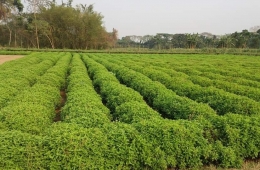 Ocimum tenuiflorum-Tulsi