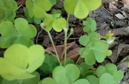 Oxalis corniculata