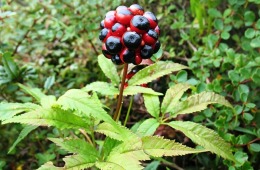 Panax-pseudoginseng