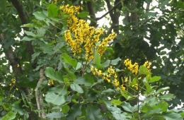 Pterocarpus-marsupium