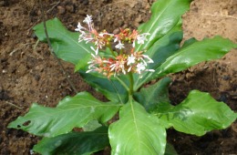 Rauvolfia-serpentina
