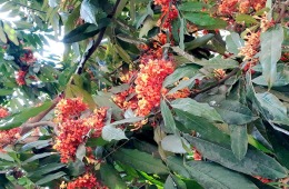 Saraca-asoca