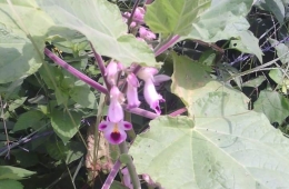 Tragia involucrata