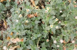 Tridax procumbens