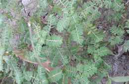 Phylloanthus niruri